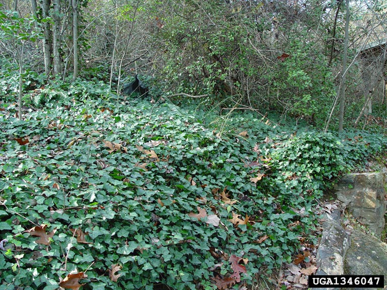 ground cover. Chris Evans University of Illinois Bugwood.org