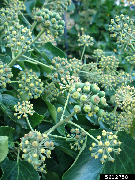 umbels. Ansel Oommen Bugwood.org