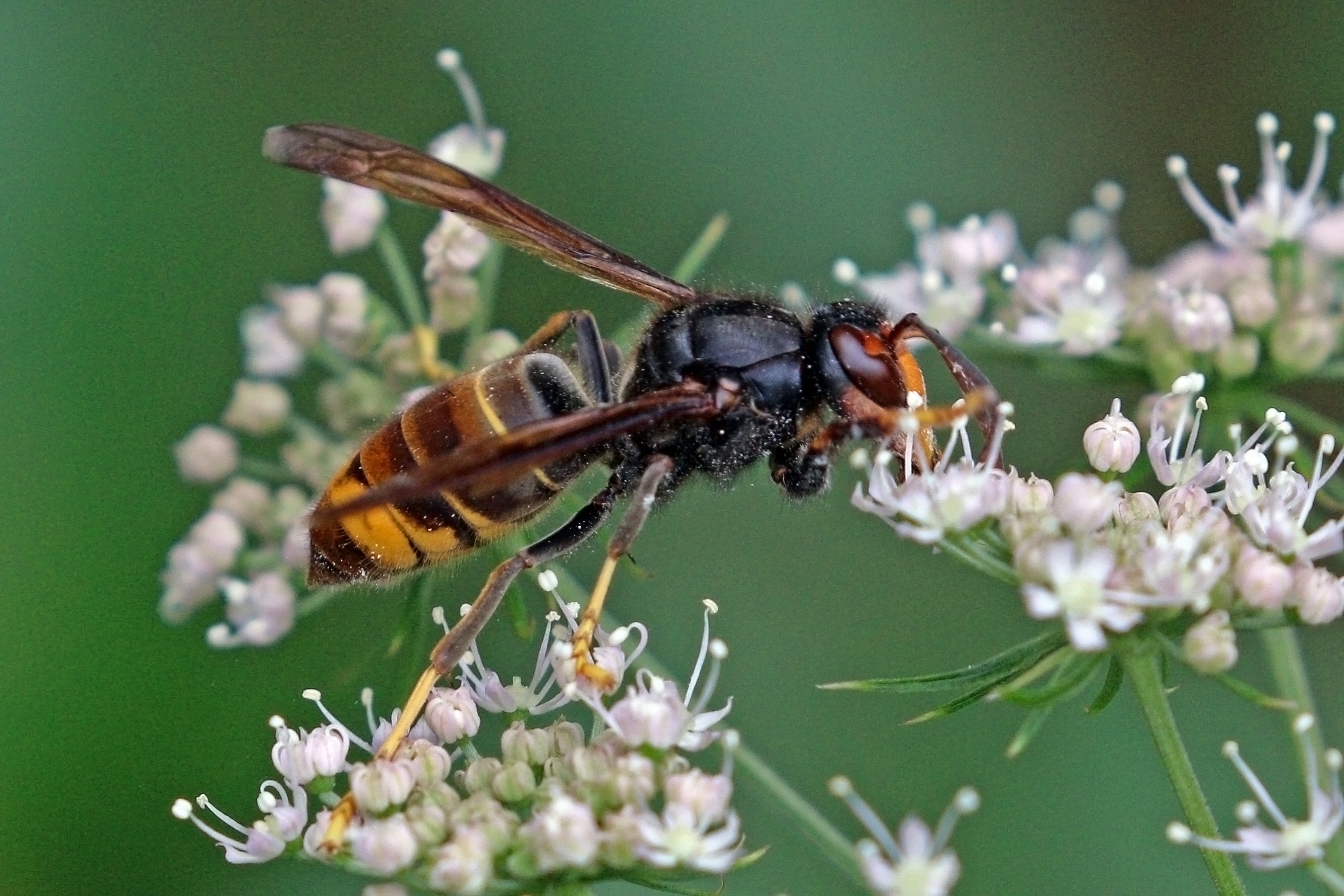 Asian hornet (Vespa velutina). Charles J. Sharp