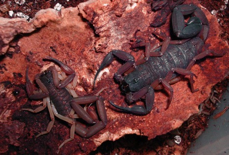 fl bark scorpion male and female