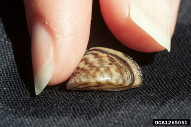 zebra mussel zebra mussel