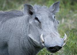 warthog warthog