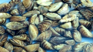 zebra mussels zebra mussels