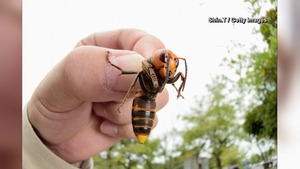 Asian giant hornet
