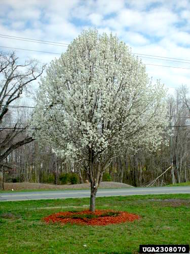 bradford pear