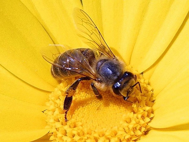 bee and flower copy