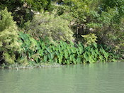 elephant_ears_Llano elephant_ears_Llano