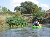 elephant_ears_Llano_Tyson