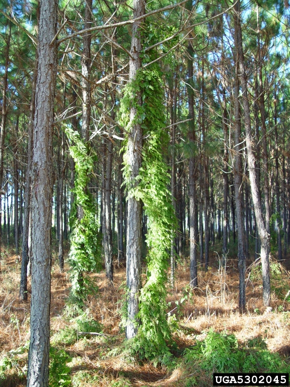 Japanese climbing fern (<em>Lygodium japonicum</em>) intwined around vegetation. Credit: Chuck Bargeron, University of Georgia.
