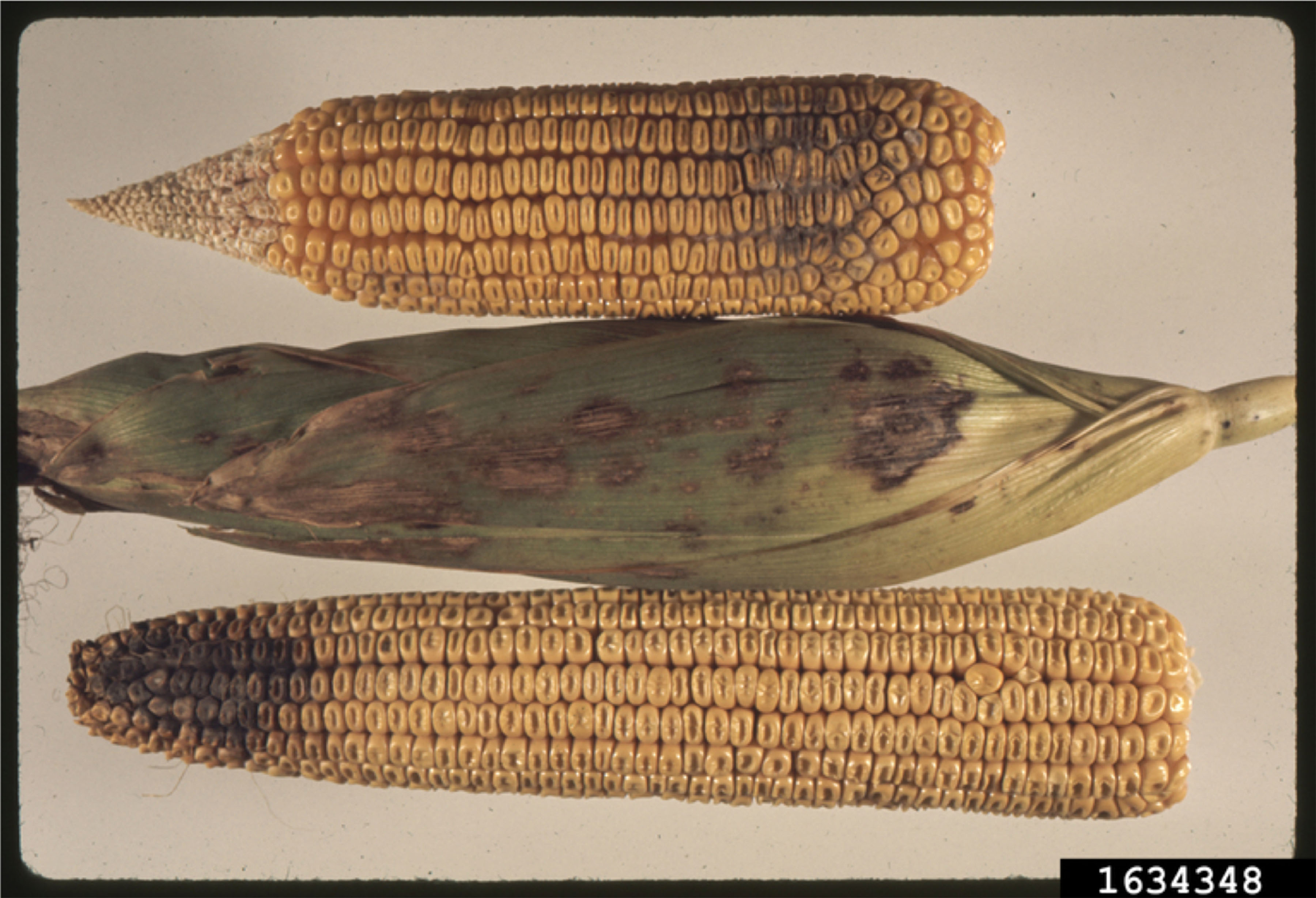 Magnaporthiopsis maydis infection on corn. Penn State Department of Plant Pathology and Environmental Microbiology