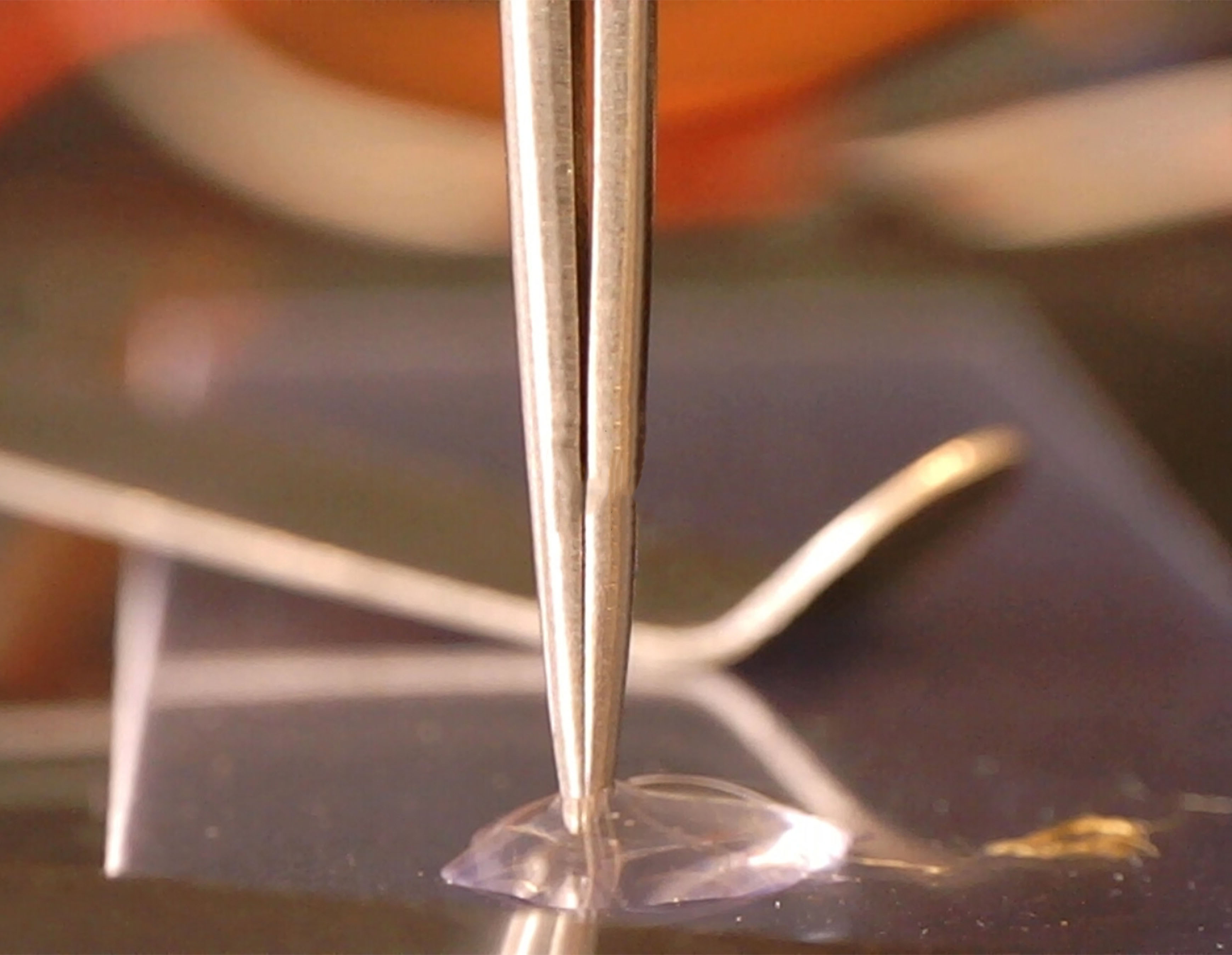 forceps lined up on plaque-substrate to run a single-plaque tensile detachment test
