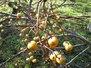 ChinaberryTreeBerries