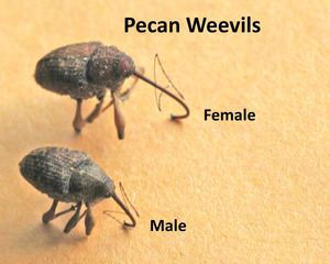 pecan weevil female & male