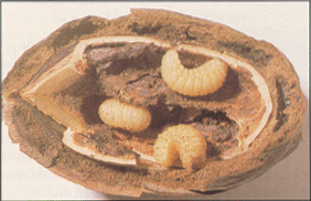 pecan_weevil_larvae
