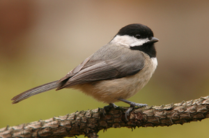 Carolina Chickadee