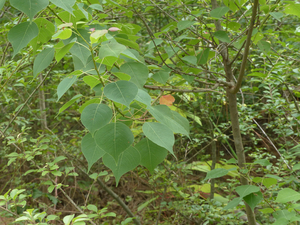 Chinese tallow tree