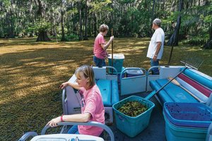 GCLA releasing weevils