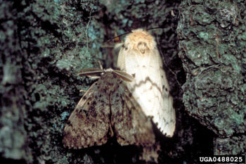 Lymantria_dispar