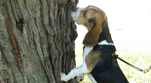 PPQ dog sniffer