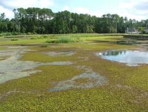 GIANT SALVINIA IN LAKE FORK