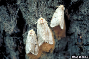 gypsy moths laying eggs