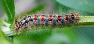 gypsy moth caterpillar