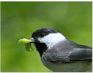 Carolina chickadee with caterpillar