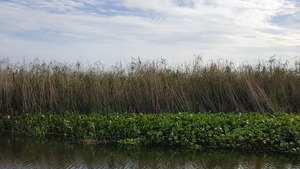 phragmites_ unhealthy_dead stems