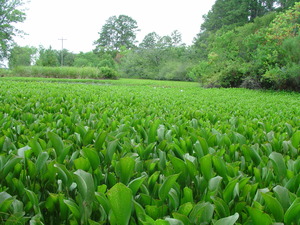 water hyacinth infestation