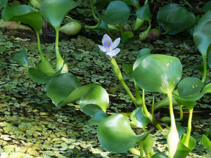 water hyacinth