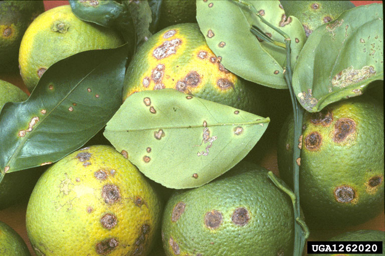 citrus canker on valencia orange fruit leaf and stem.