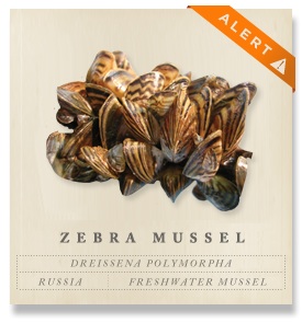 zebramussel zebramussel