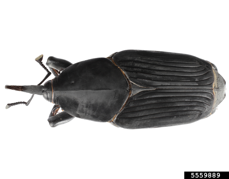 S. American palm beetle adult. Hanna Royals. Screening Aids. USDA APHIS PPQ. Bugwood.org