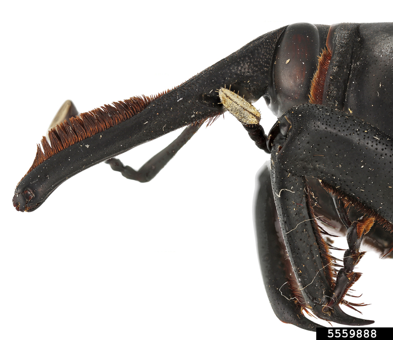 S. American palm weevil male. Hanna Royals. Screening Aids. USDA APHIS PPQ. Bugwood.org