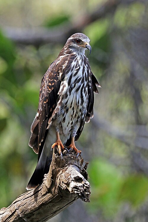 Snail kite female. charles J. Sharp