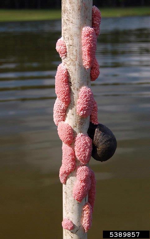 apple snail. Jess Van Dyke. Snail Busters. LLC. Bugwood.org