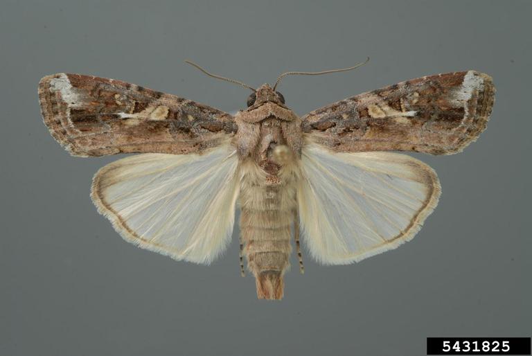 fall armyworm.  Lyle Buss. University of Florida. Bugwood.org
