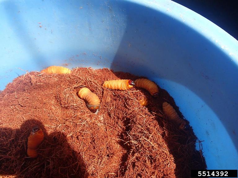 palm weevil grubs. Whitney Cranshaw. Colorado State University. Bugwood.org