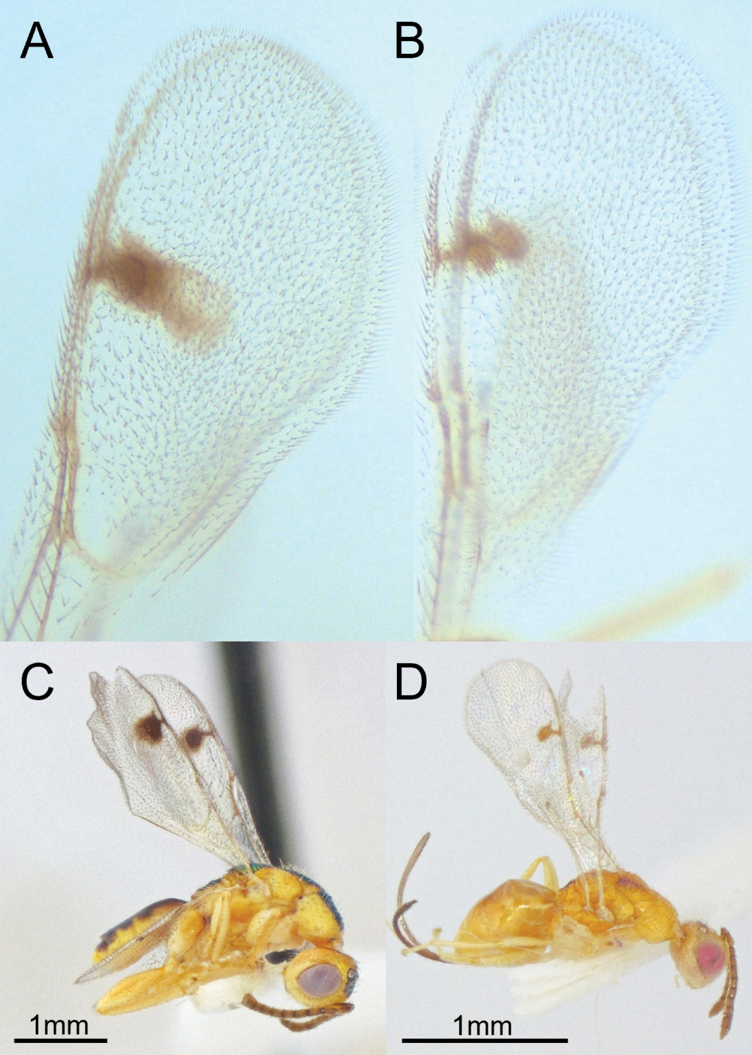 Brown et al. 2025 figure