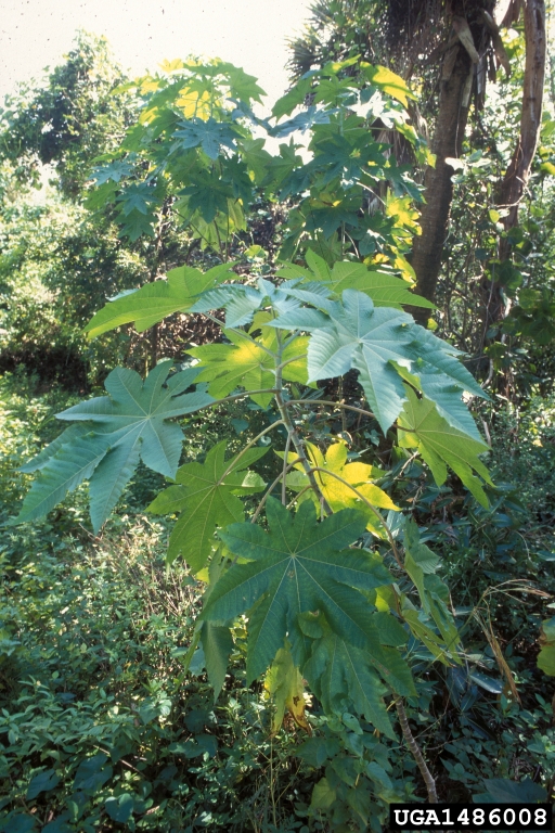 Castor bean. Dan Clark. USDI National Park Service. Bugwood.org