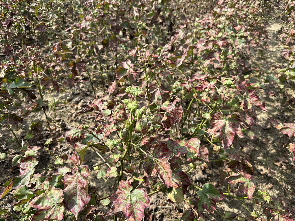 Hopperburn and leaf reddening. Scott Graham Auburn University