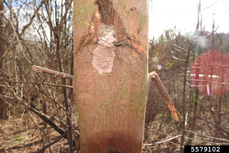 SLF eggs Richard Gardner Bugwood.org