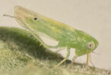 cotton jassid on okra leaf. Daphne Zapsas