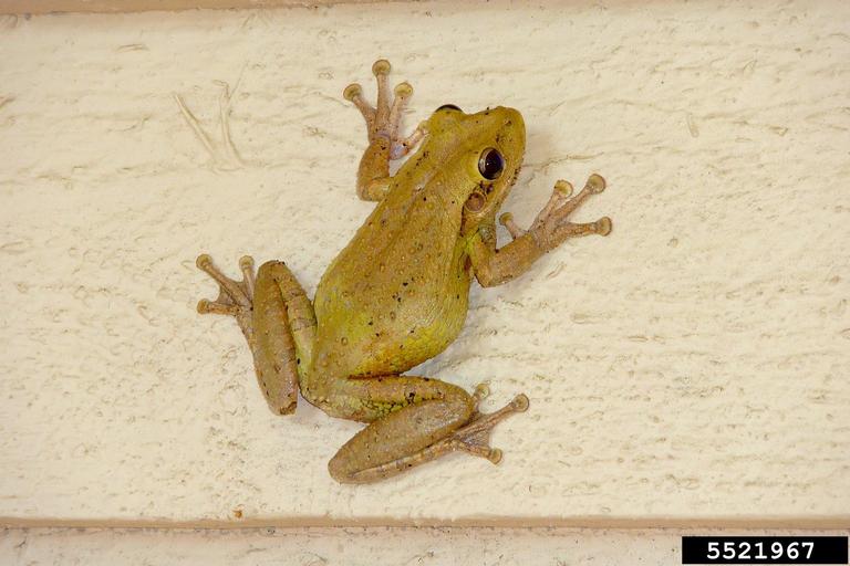 cuban tree frog. Joseph Scopino