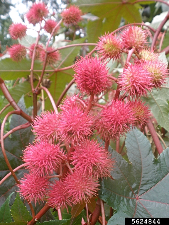 flower. Ansel Oommen. Bugwood.org