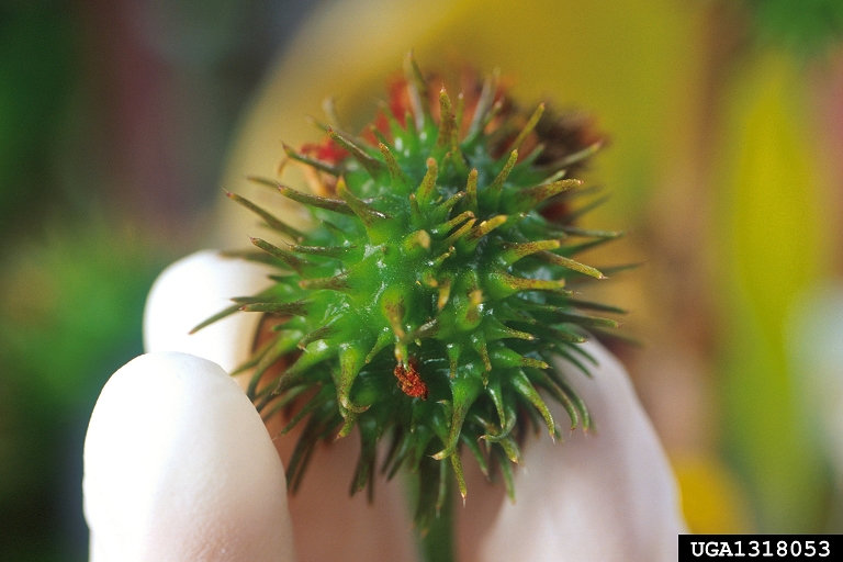 fruit. Brian Perchtel. Bugwood.org