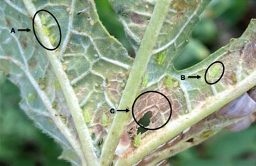 nymphs and adults on okra leaves. Amy Roda