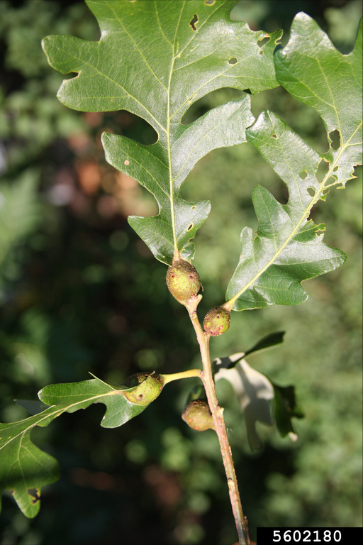 oak petiole gall wasp (Andricus quercuspetiolicola) Steven Katovich Bugwood.org
