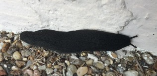 Black velvet leatherleaf slug