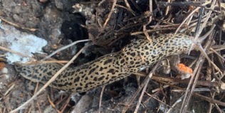 Giant garden slug